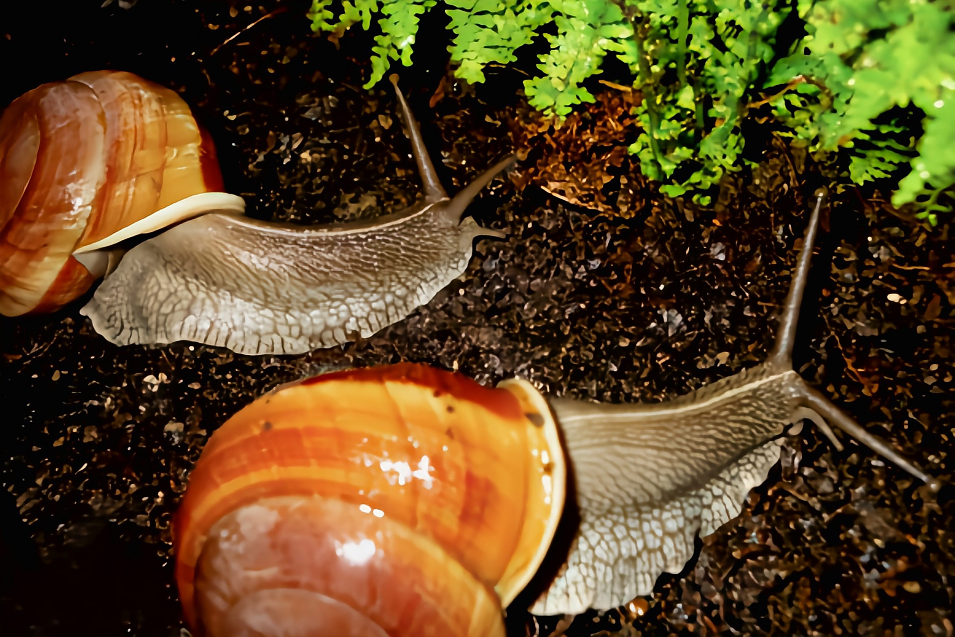 跨年创作挑战赛# 皱疤坚蜗牛别名皱疤坚螺,分布于亚洲东部,南部