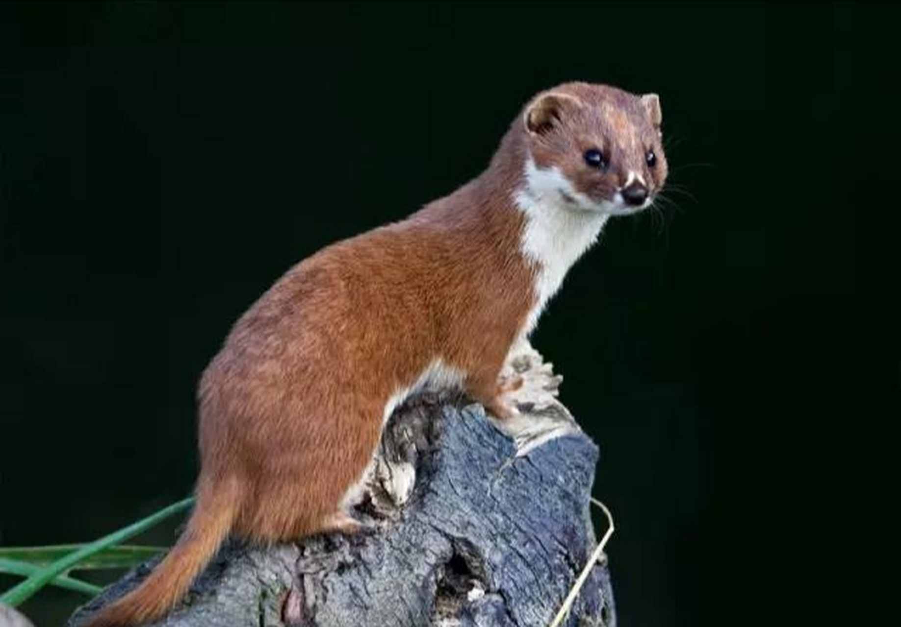 它们也会捕食鸟类,昆虫,蛙类等小型动物.