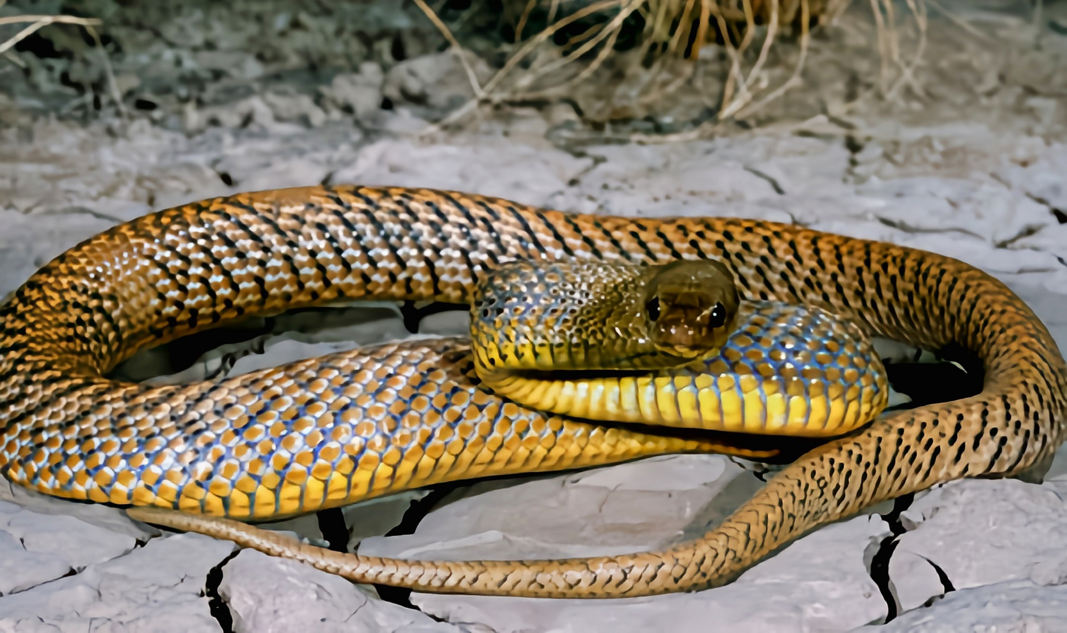 跨年创作挑战赛# 细鳞太攀蛇是经吉尼斯认证,地球上毒性强,攻击速度