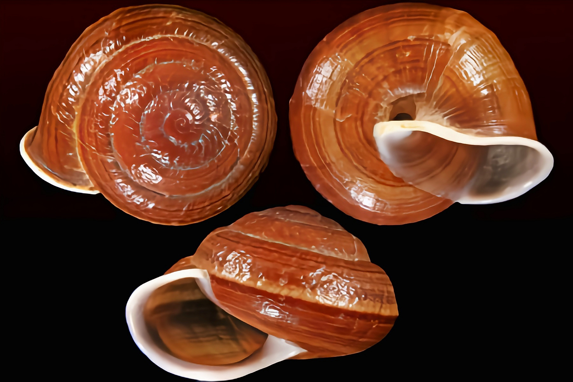 跨年创作挑战赛# 皱疤坚蜗牛别名皱疤坚螺,分布于亚洲东部,南部