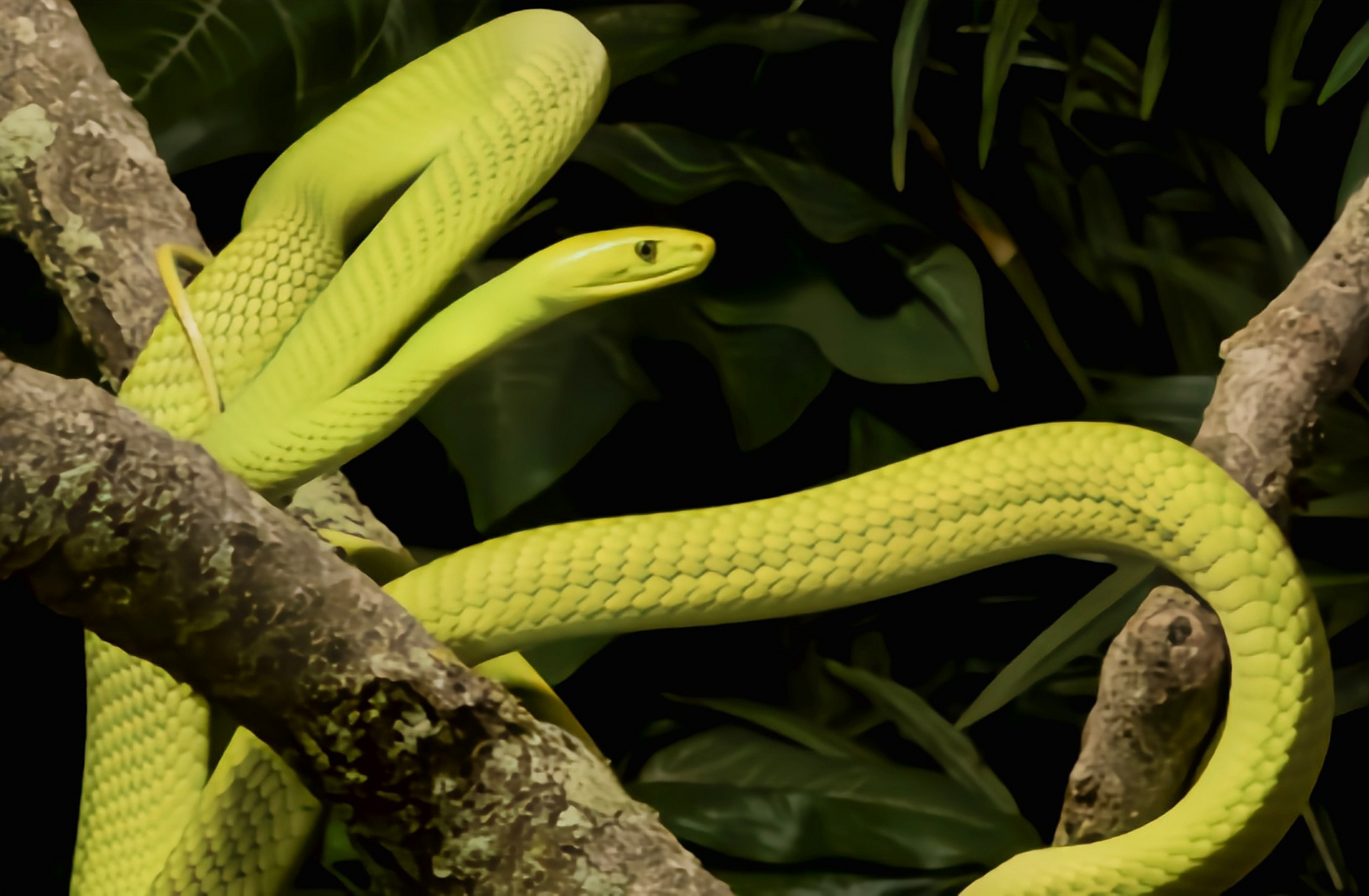 跨年创作挑战赛# 东非绿曼巴蛇分布于非洲东南部丛林地区,具有高度的