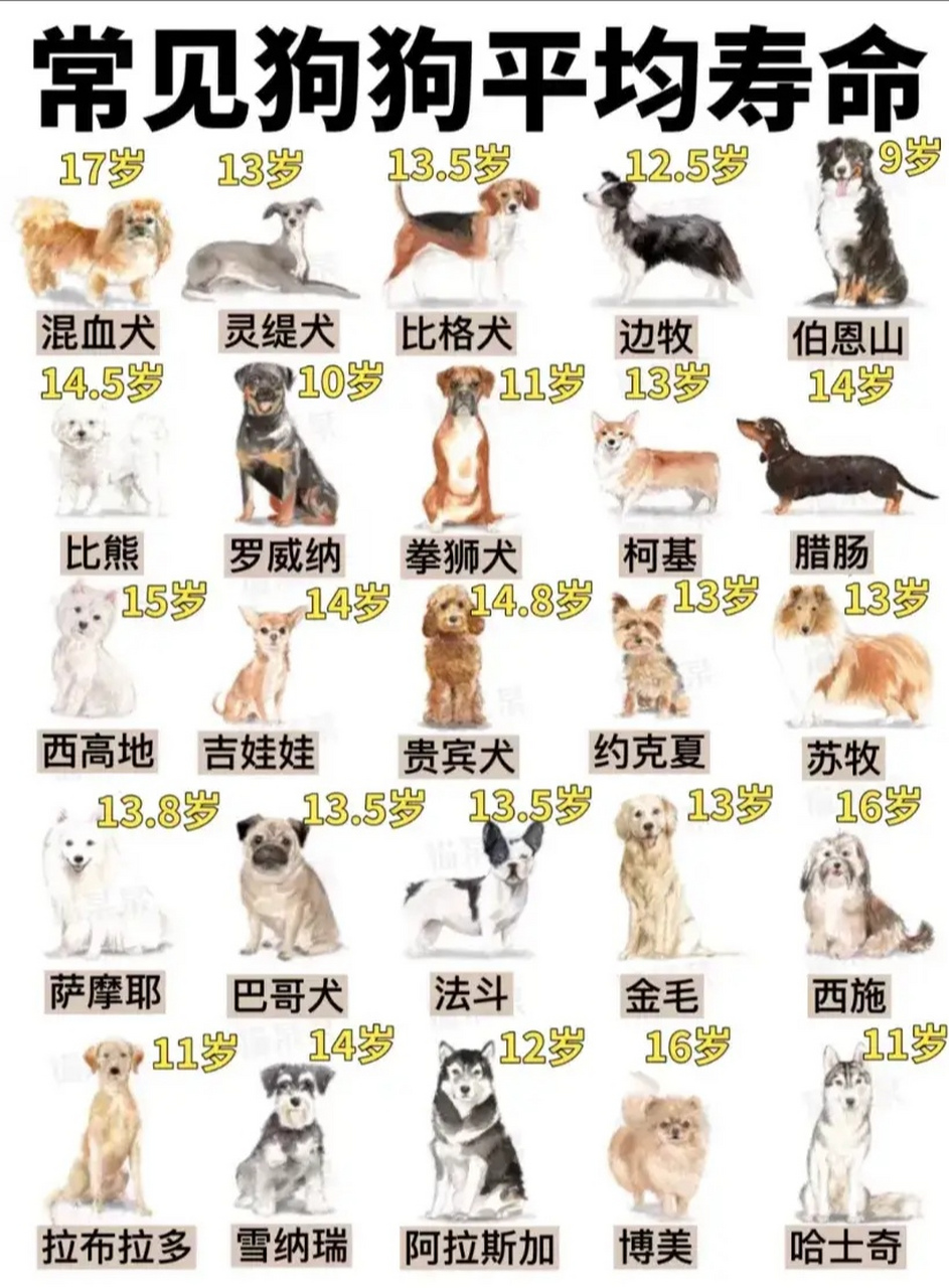 比格犬的寿命图片