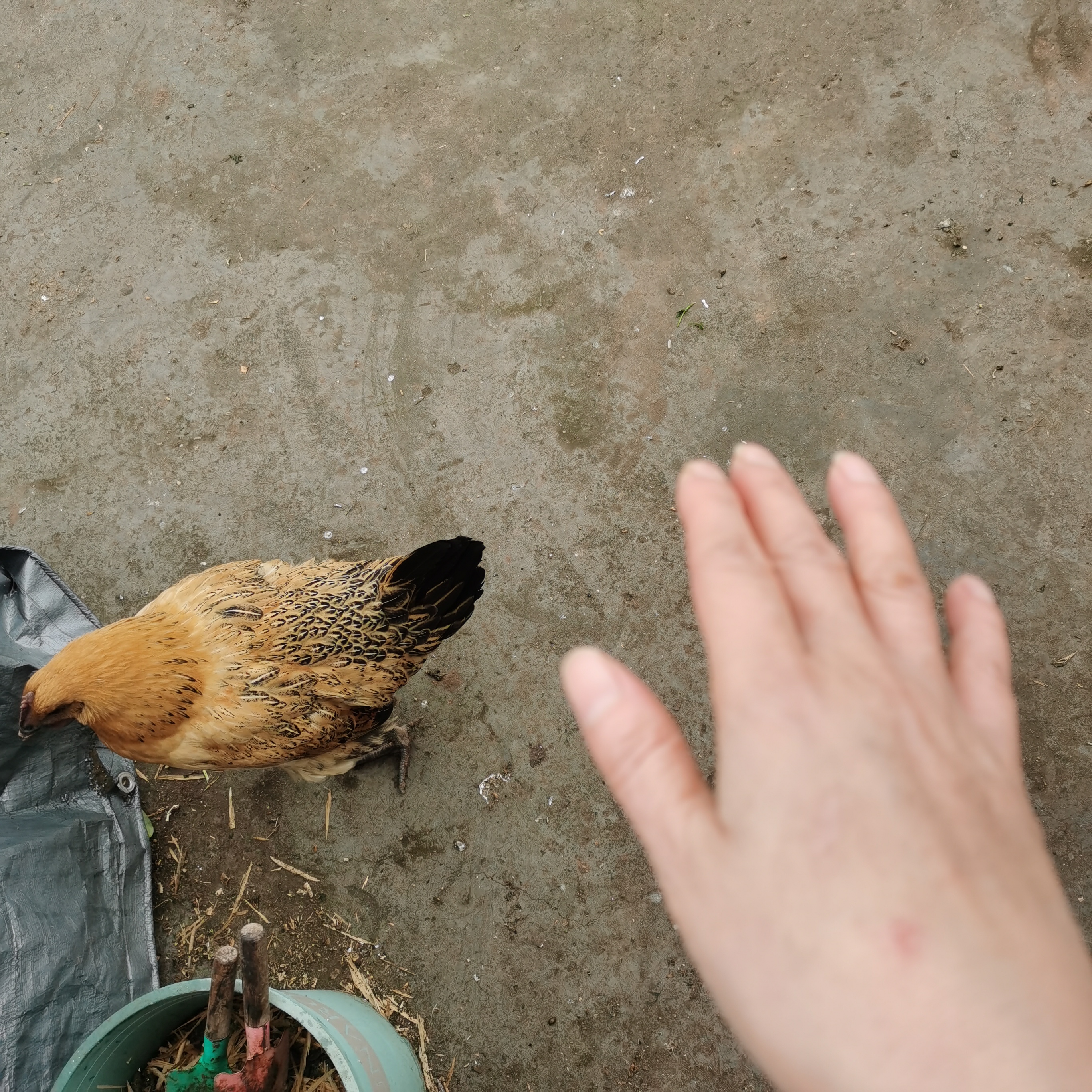 看着这个小鸡,我动了s心