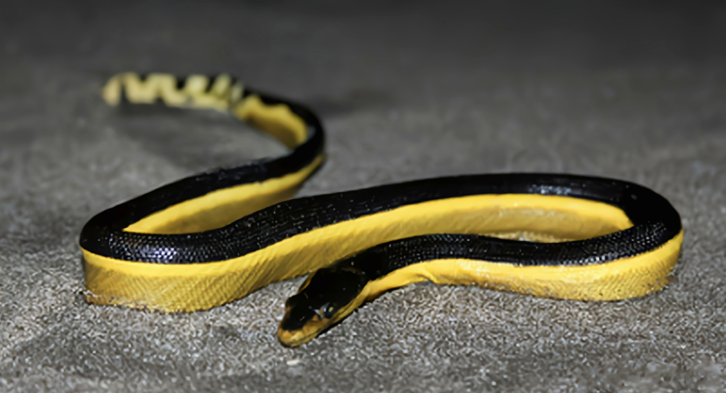 跨年创作挑战赛# 长吻海蛇别名黄腹海蛇,分布于亚洲东南一带的沿海