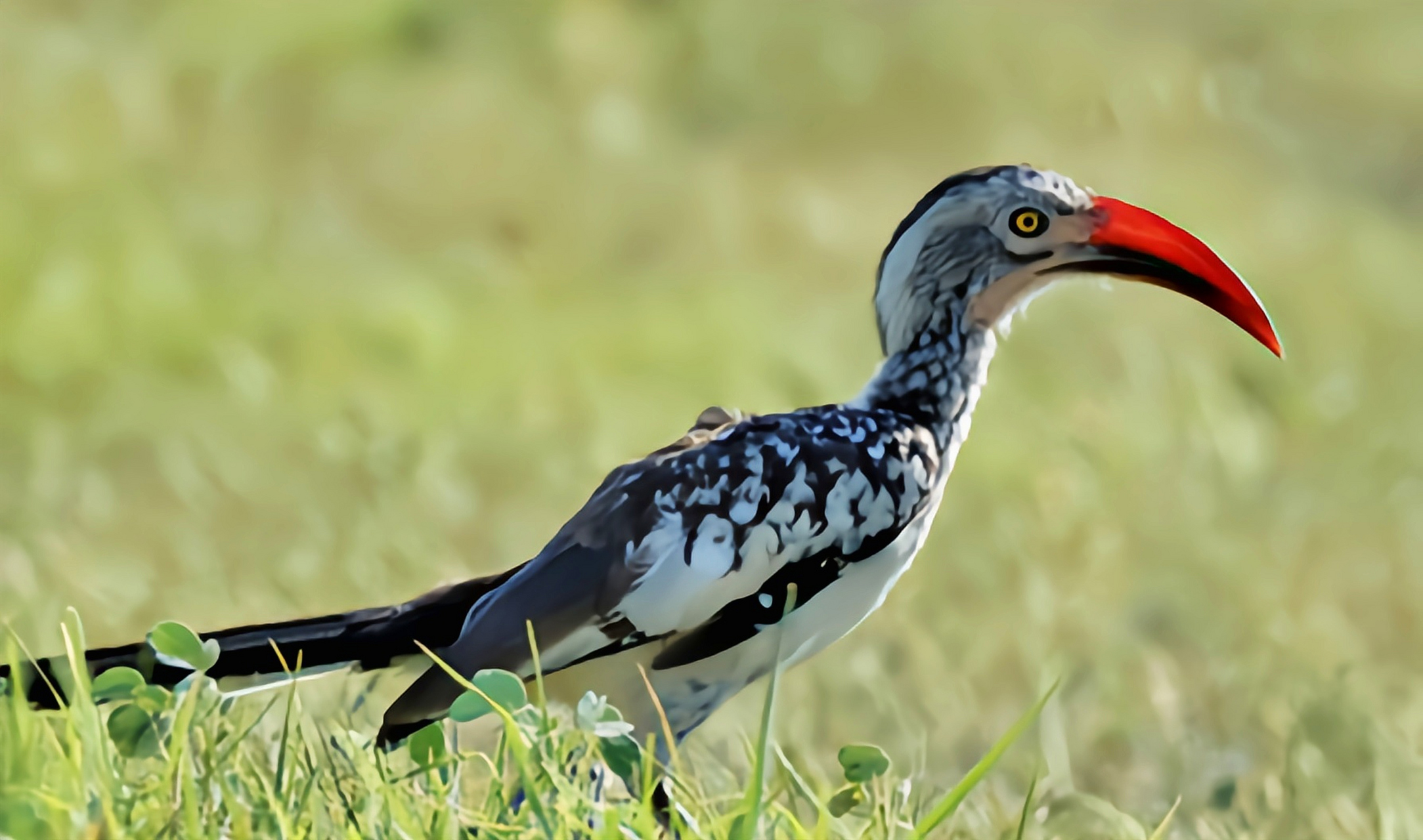 跨年创作挑战赛# 红嘴弯嘴犀鸟分布于非洲中南部地区,包括阿拉伯半岛
