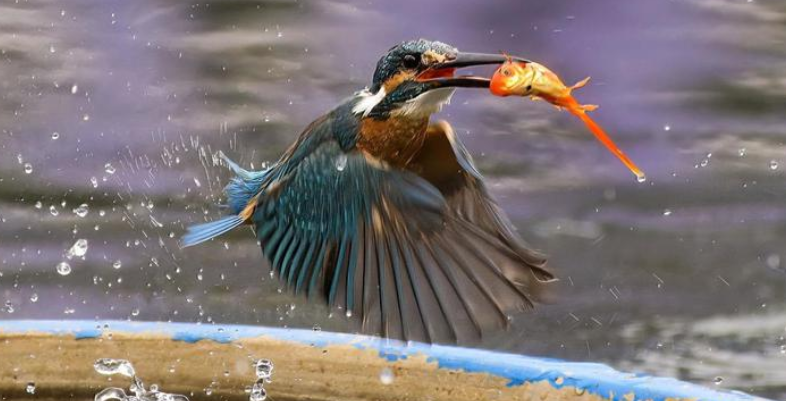 点翠的翠,是翠鸟的羽毛,翠鸟欣赏