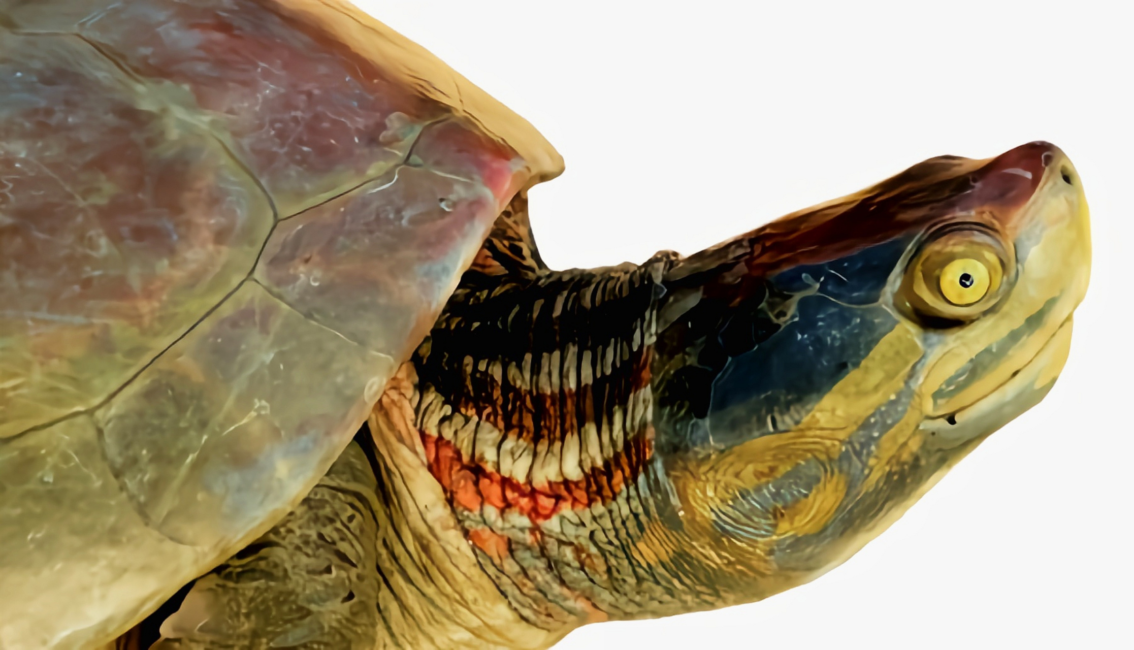 雄龟成年后,头顶变成鲜艳的红色,眼部后方会出现两道黄色条纹,其余部