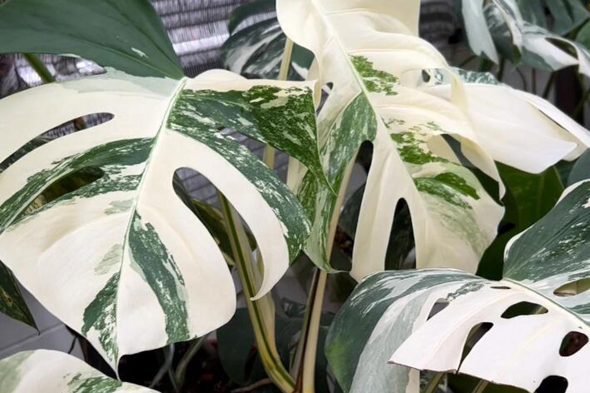 白锦龟背竹是一种受欢迎的室内植物,其根部腐烂可能是由于过度浇水