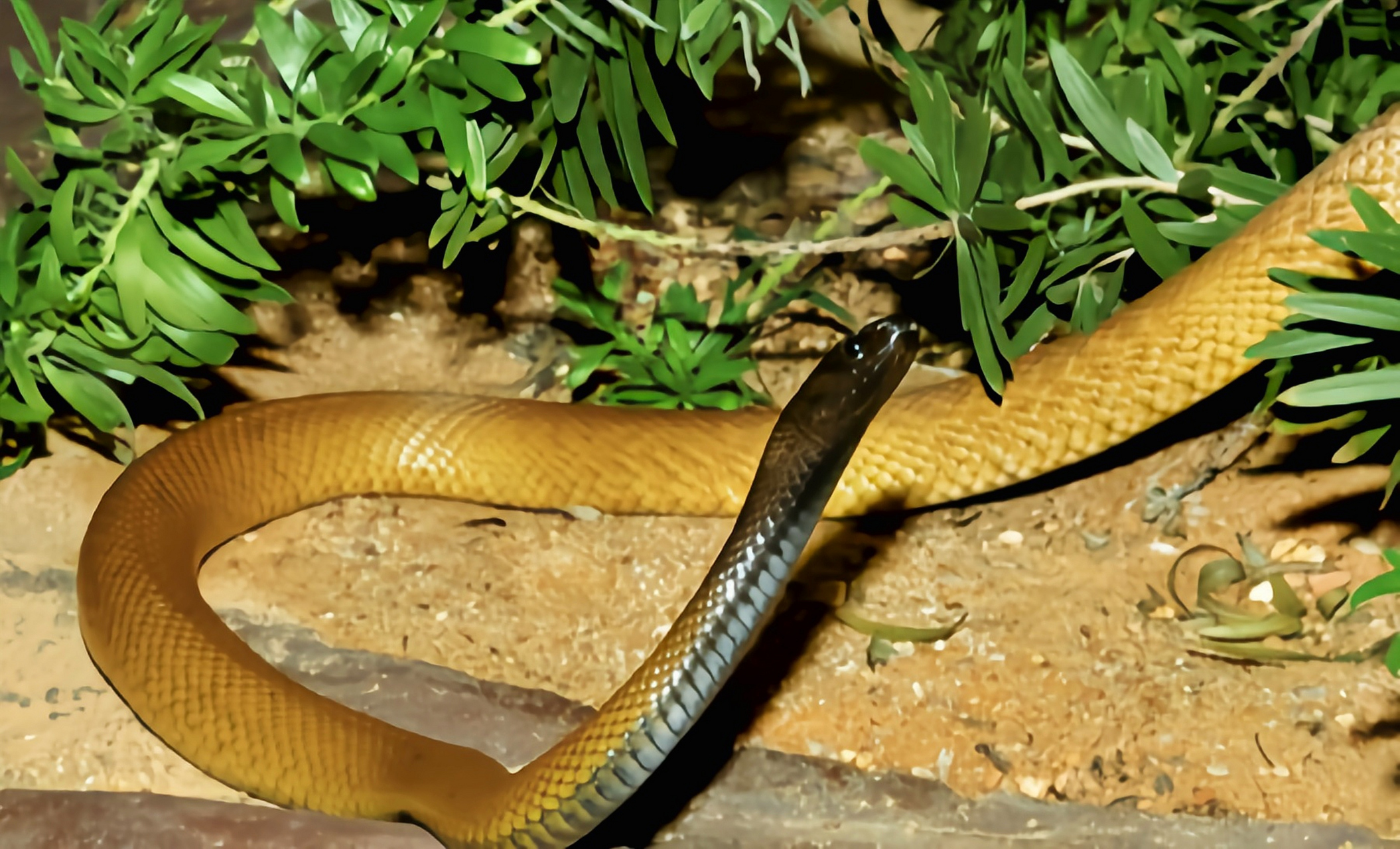 跨年创作挑战赛# 细鳞太攀蛇是经吉尼斯认证,地球上毒性强,攻击速度