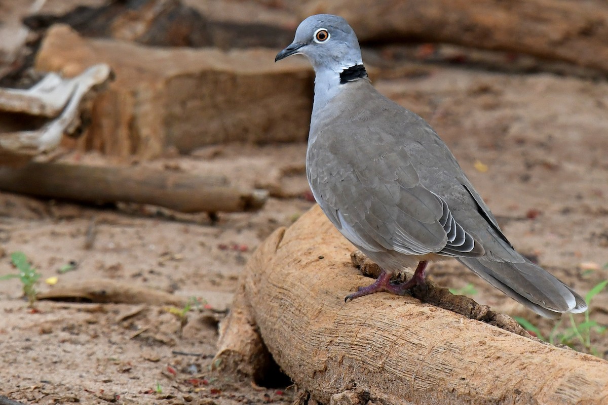 白翅斑鸠鸠鸽科鸟类
