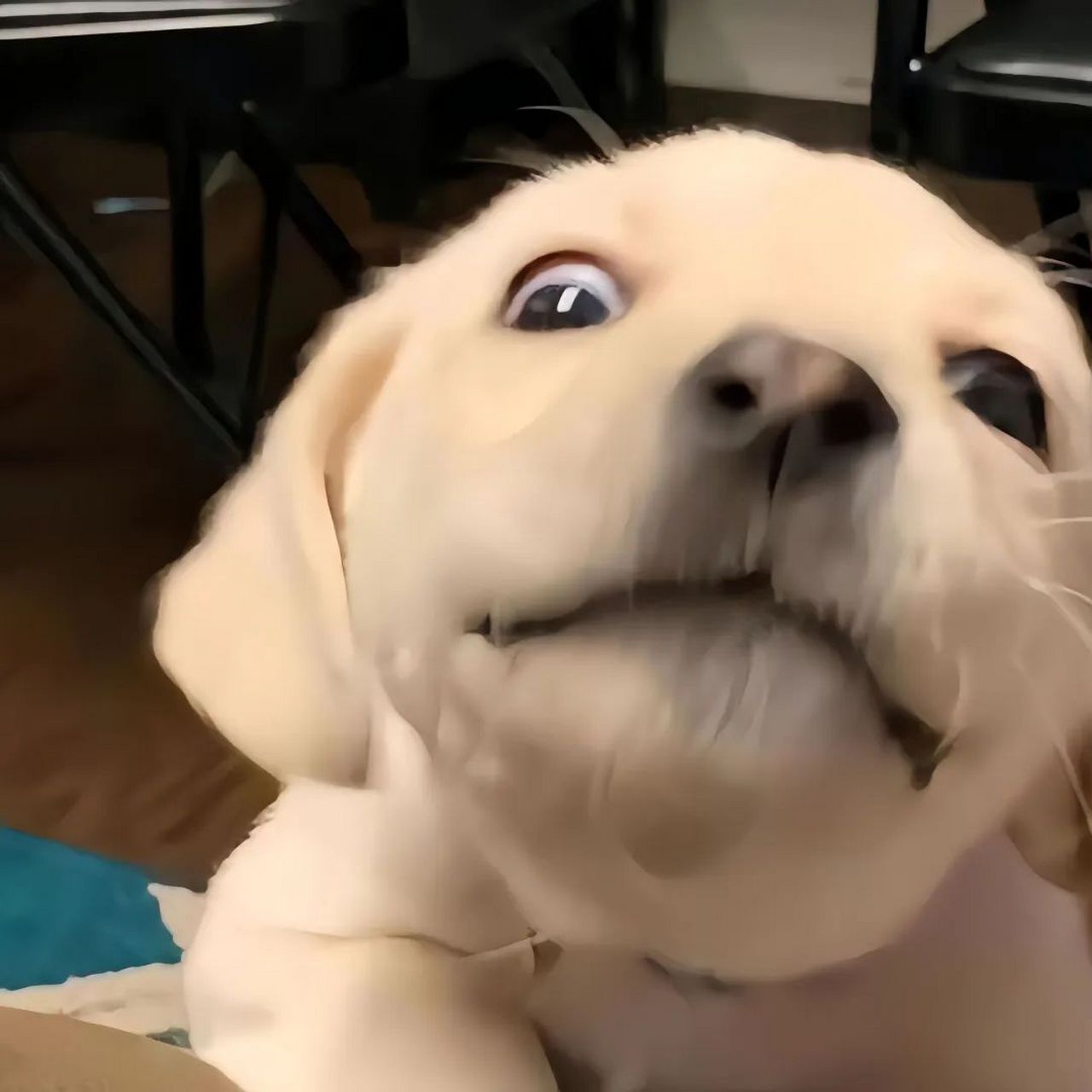 we chat.搞怪,合法但有病的搞怪沙雕动物头像