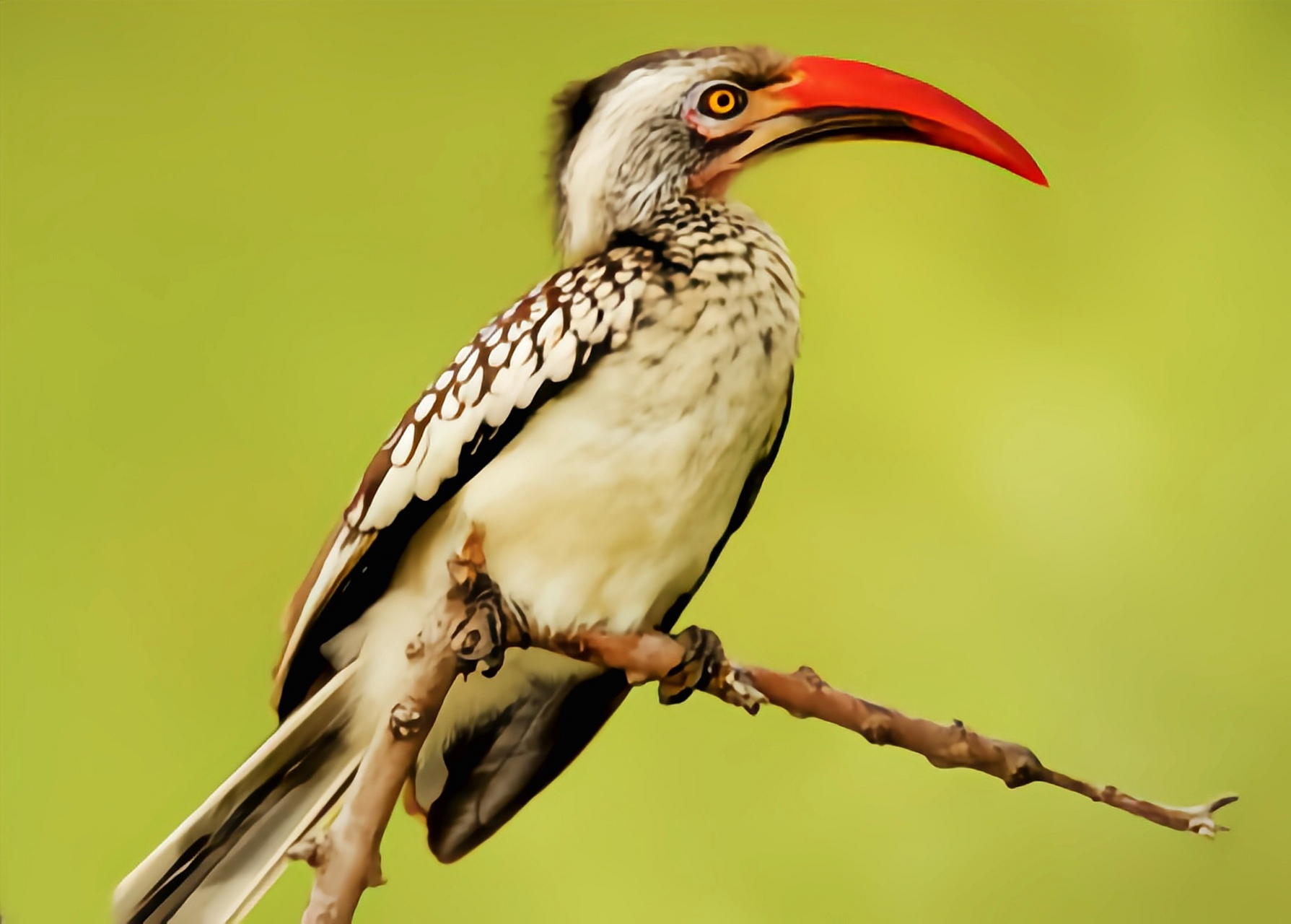 跨年创作挑战赛# 红嘴弯嘴犀鸟分布于非洲中南部地区,包括阿拉伯半岛