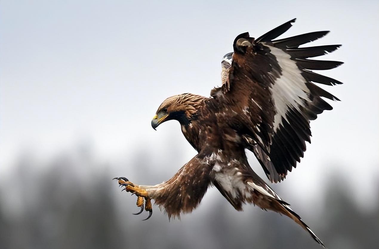 神秘的"熬鹰术"是怎样的?一人一鹰7天不合眼,只为将金雕驯化