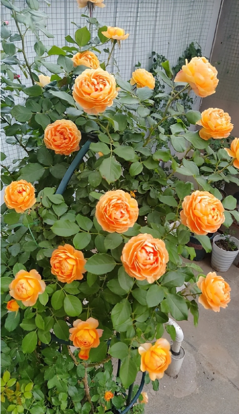 蜂蜜焦糖月季优缺点