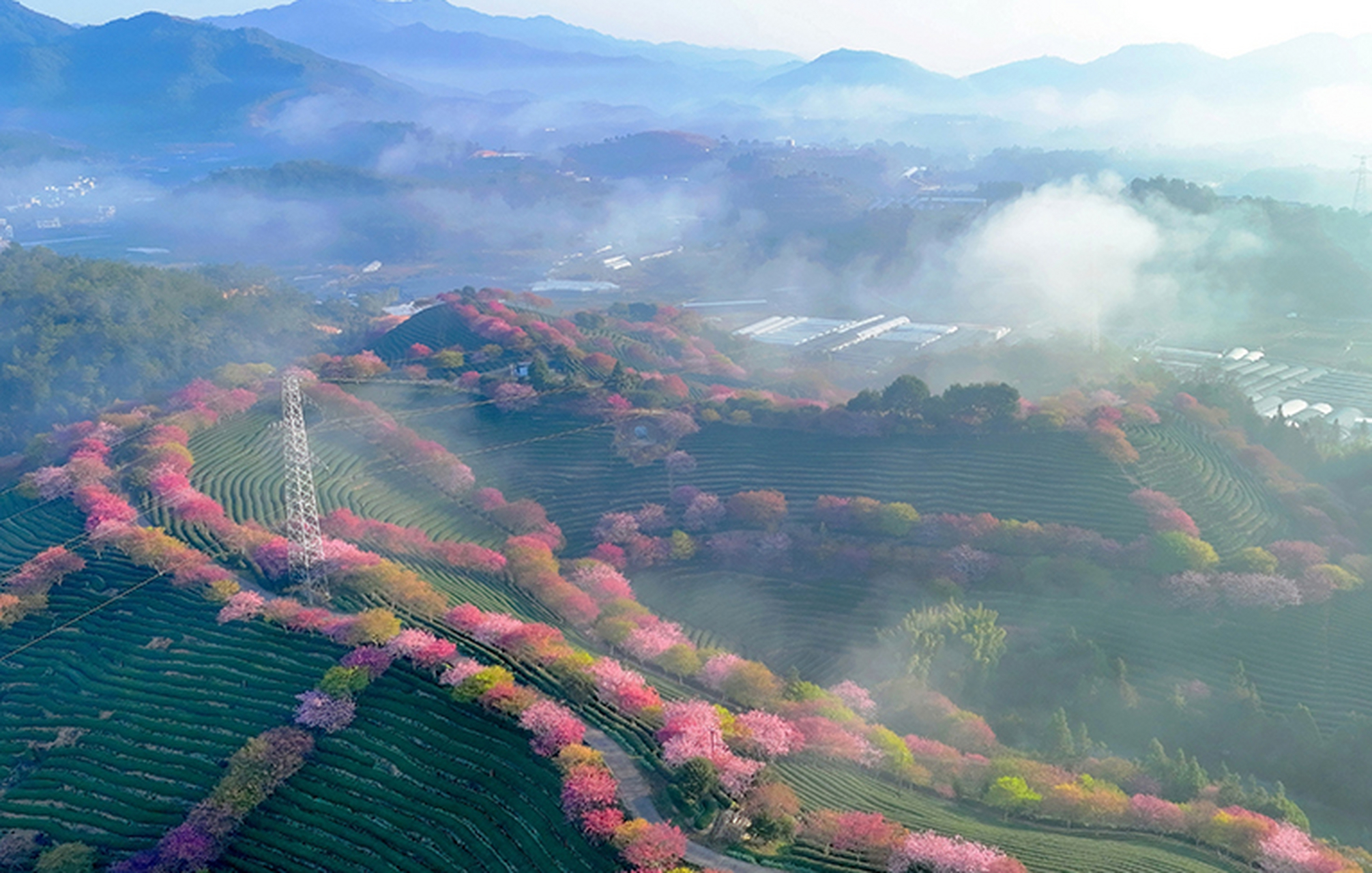 福建茶园樱花图片