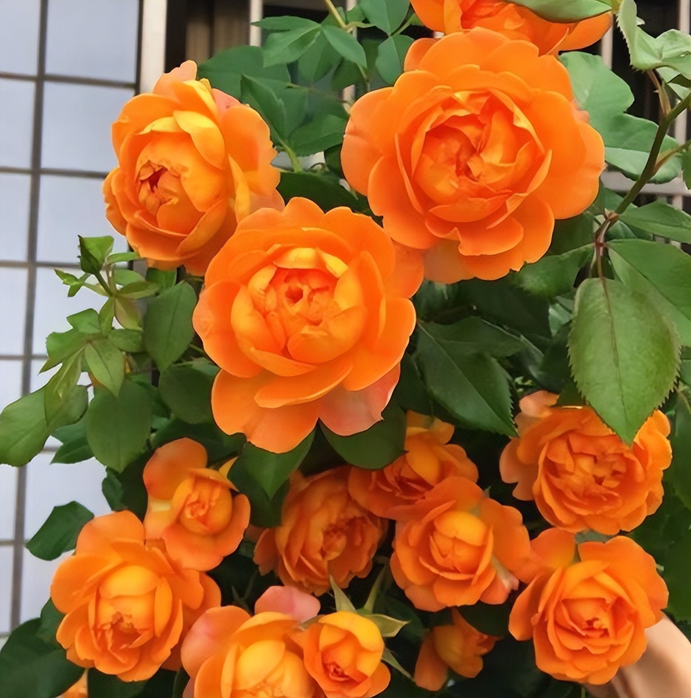 蜂蜜焦糖月季优缺点