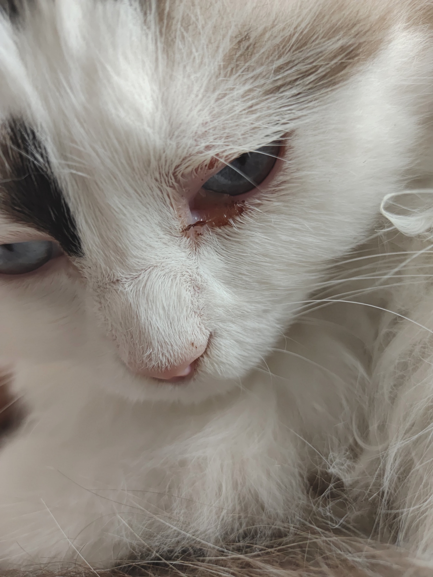 猫咪眼睛红肿有分泌物,这是咋回事?该如何护理?