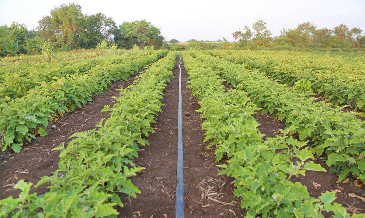 覆盆子是树莓吗?