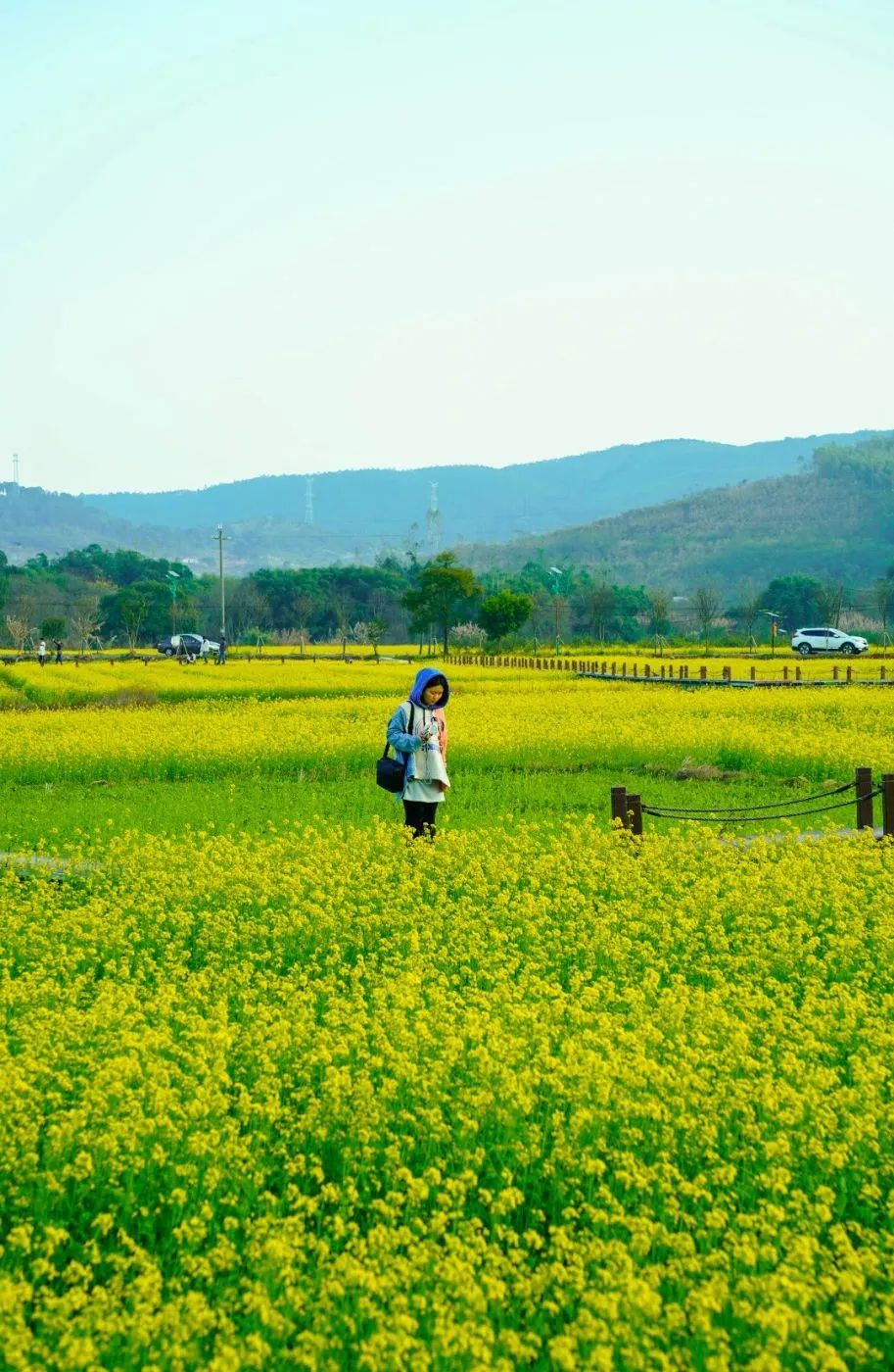 韶关油菜花海观赏时间图片