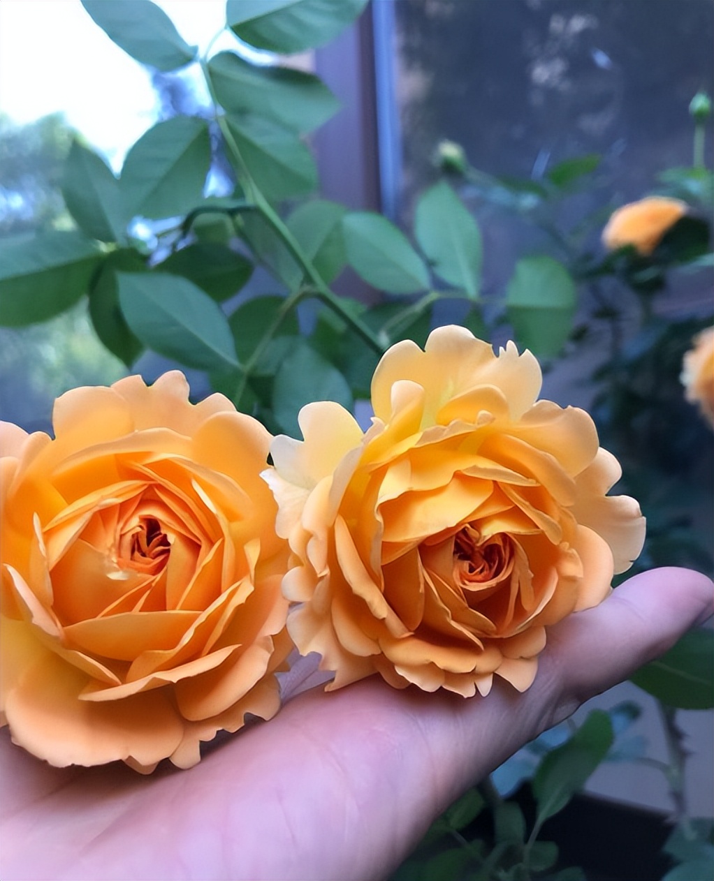 蜂蜜焦糖月季优缺点