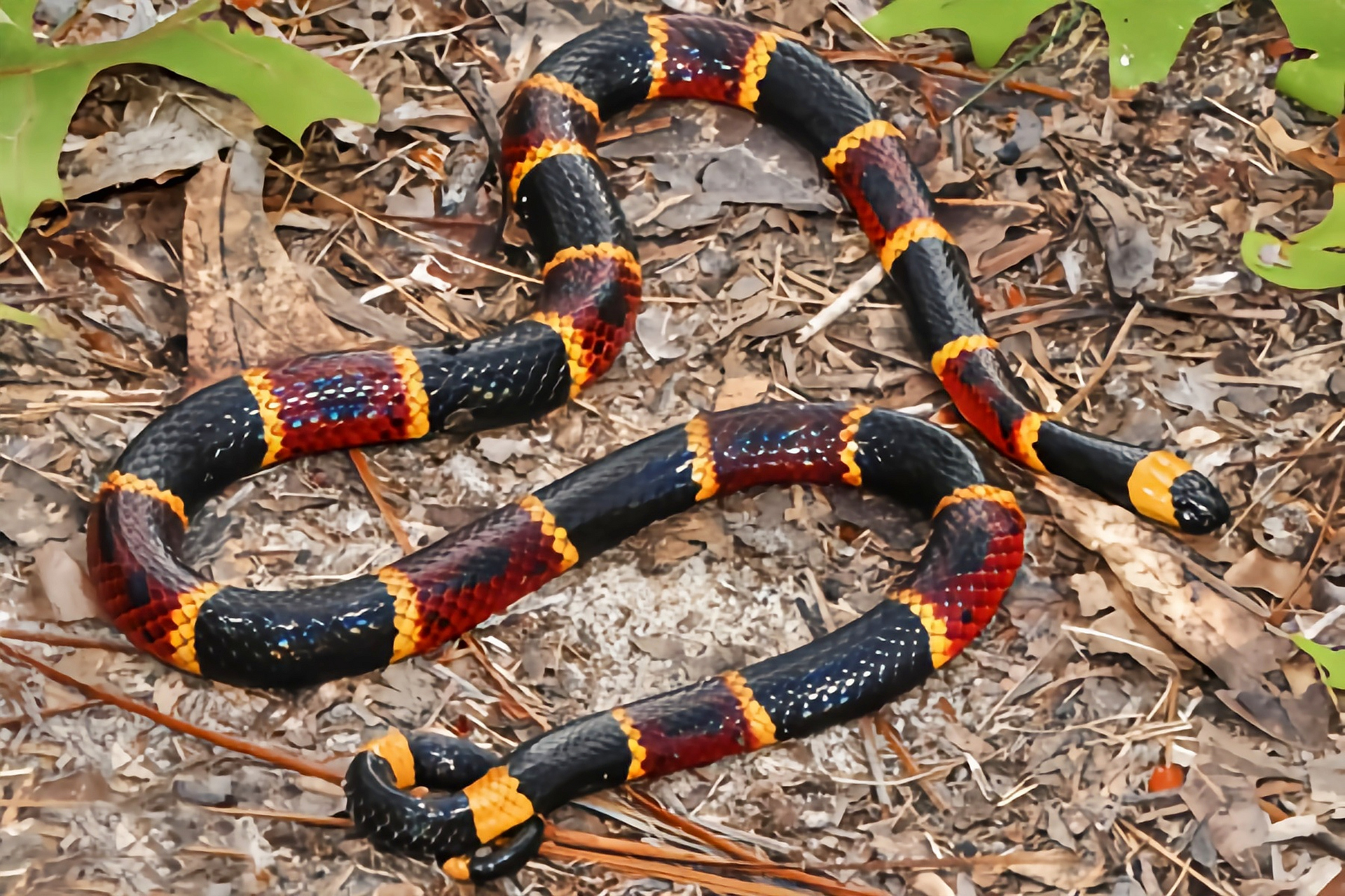 跨年创作挑战赛# 金黄珊瑚蛇分布于北美洲美国南部