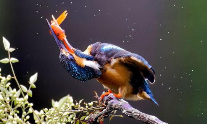 点翠的翠,是翠鸟的羽毛,翠鸟欣赏