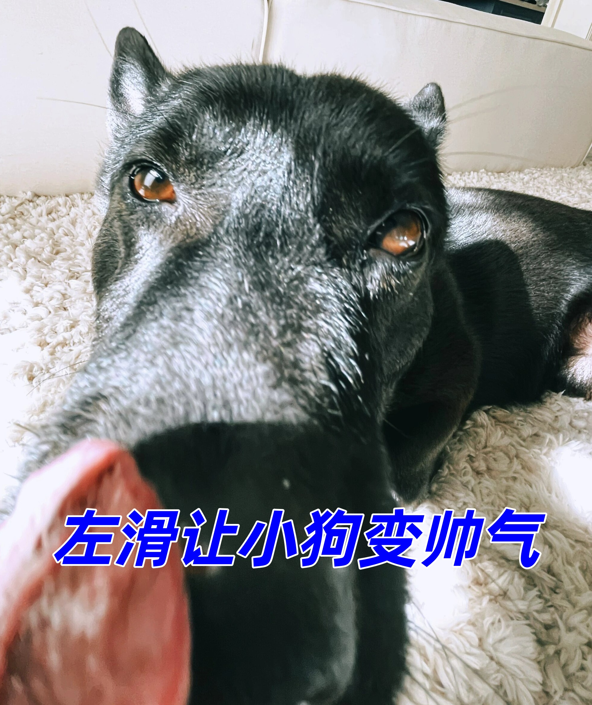 哎呀每次看我家小狗的照片我都觉得它的眼神真的