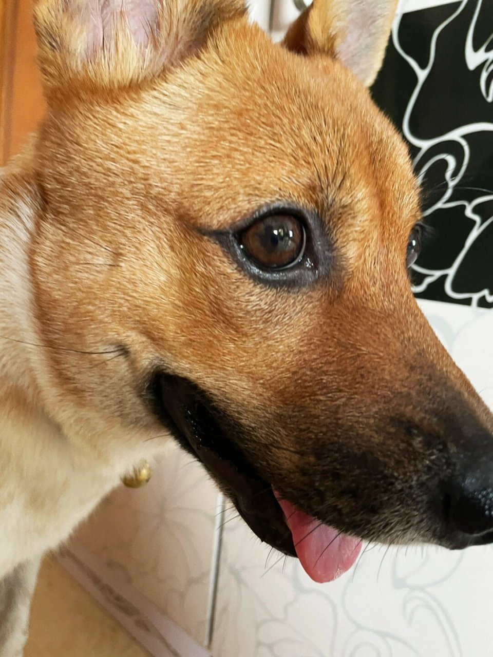 想要一个全是狗狗眼睛的评论区  "听说大家都喜欢我的眼线呢!