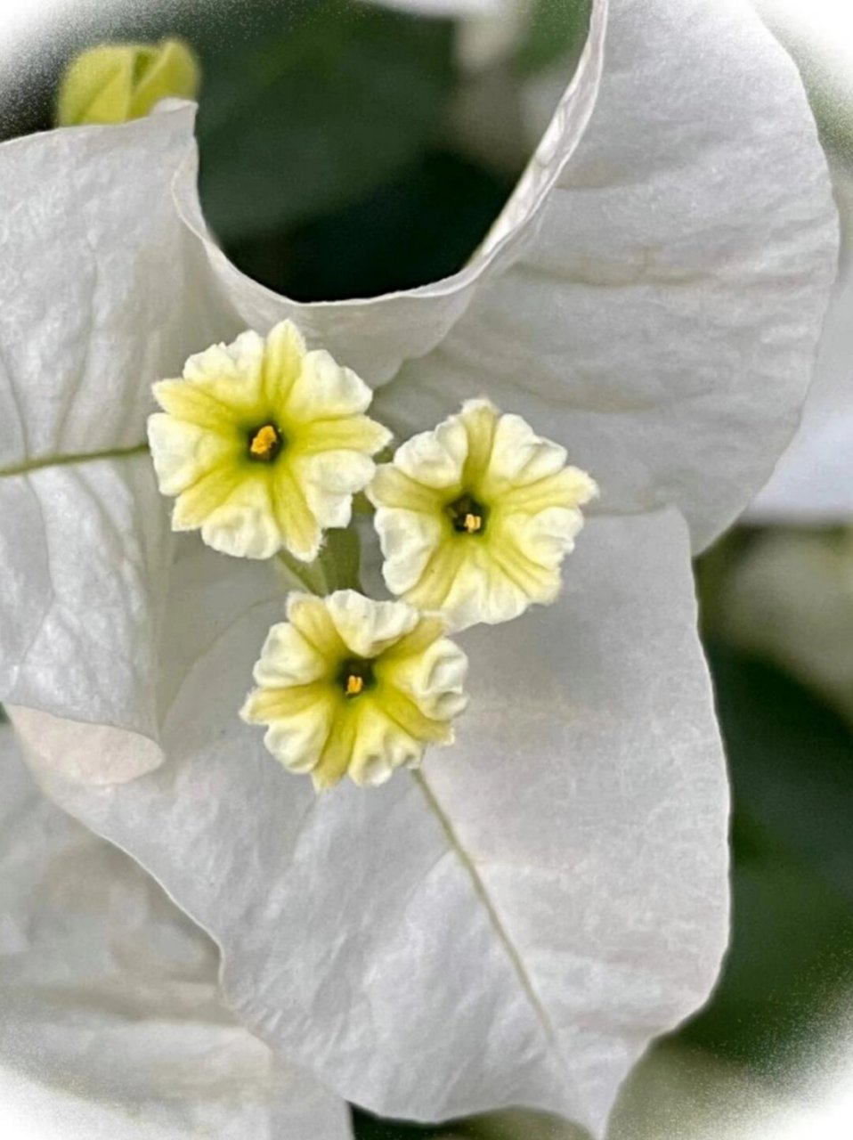 光叶子花花语图片