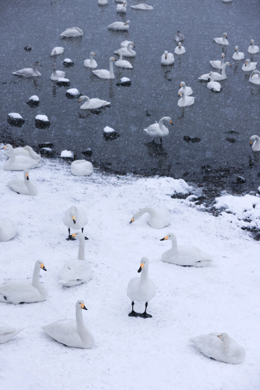 2020威海大雪图片