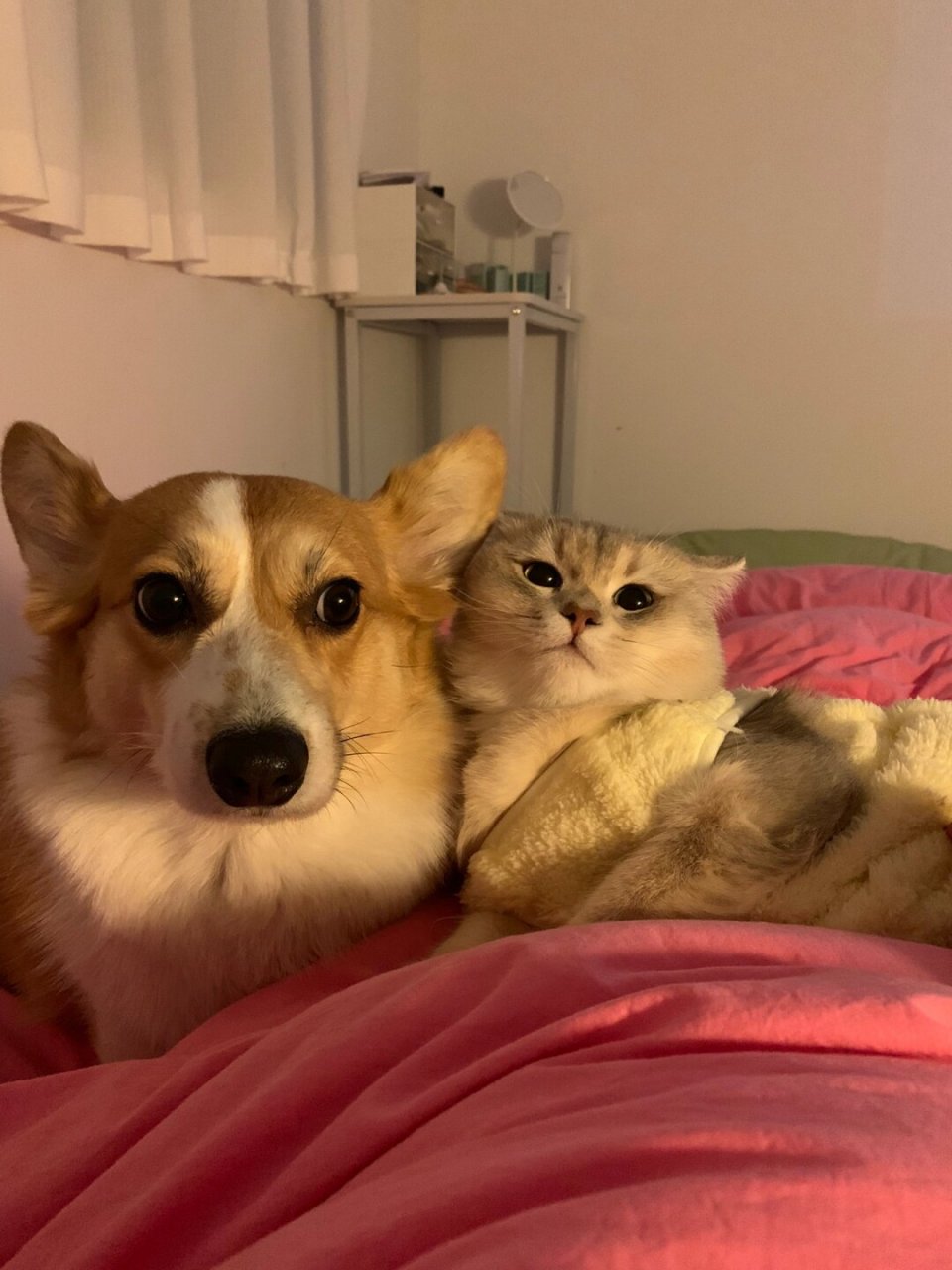 谁家猫猫狗狗这么可爱哇!