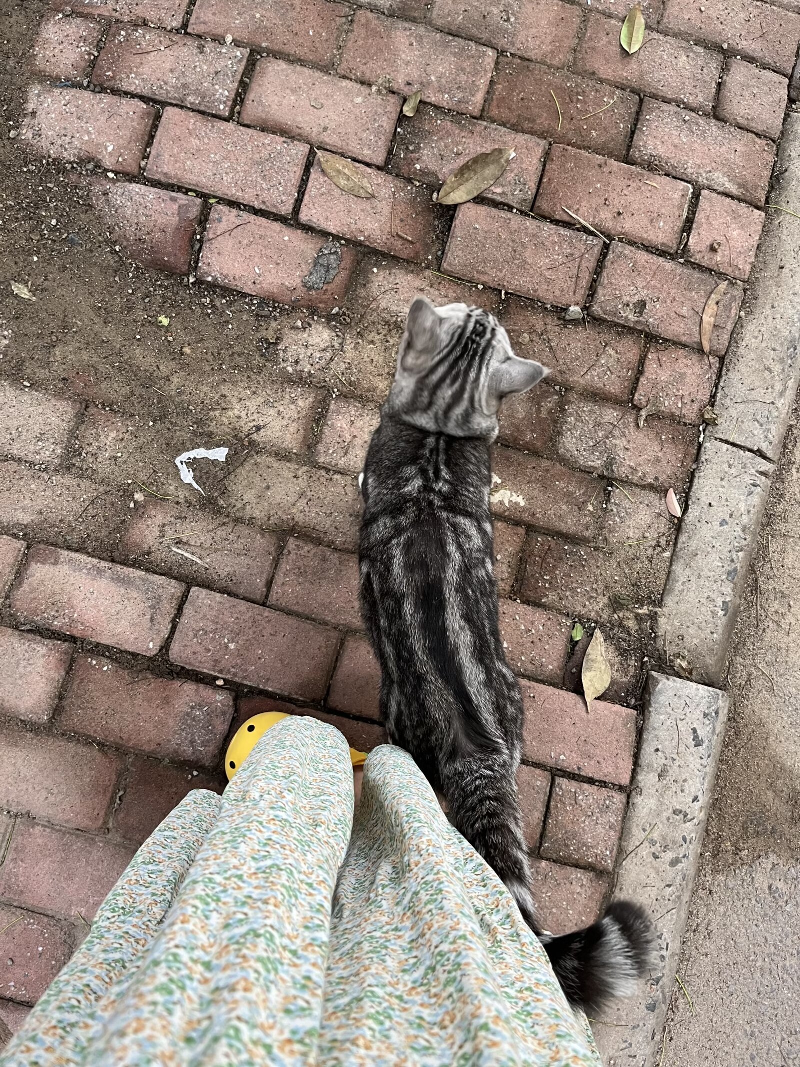 猫猫竖起尾巴在人腿边蹭是为什么?