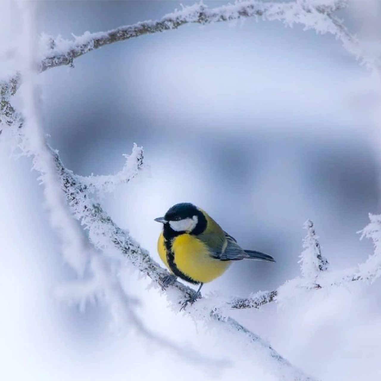 傲然雪中鸟 | 雀鸟踏枝高清头像 [雪花] 银装素裹