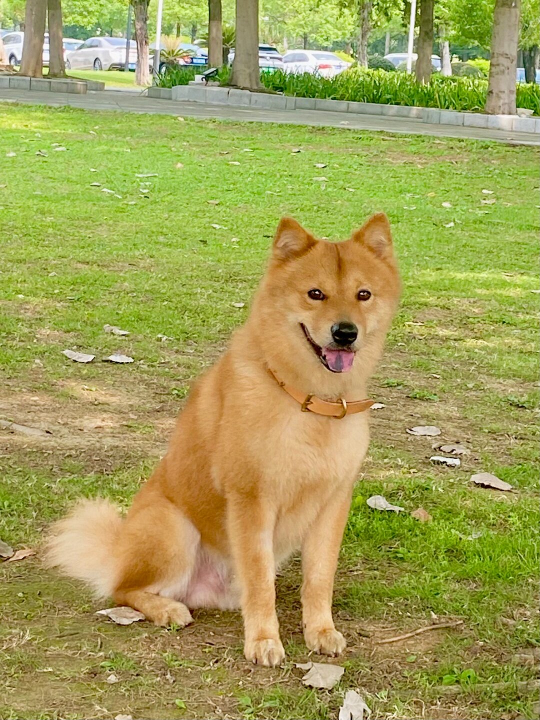 ee们大黄真的是纯土狗  大黄,这只纯种的中华田园犬,凭借其独特的外貌