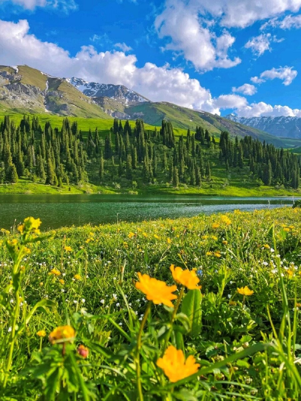 夏天的草原图片大全图片