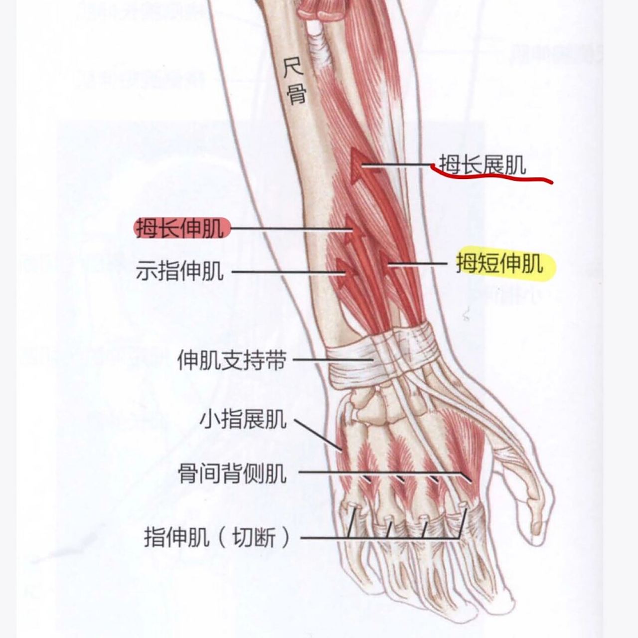 你能分得清拇指的这几根伸肌腱吗  11566拇长