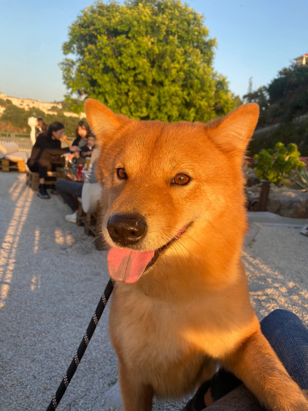 ee们大黄真的是纯土狗  大黄,这只纯种的中华田园犬,凭借其独特的外貌