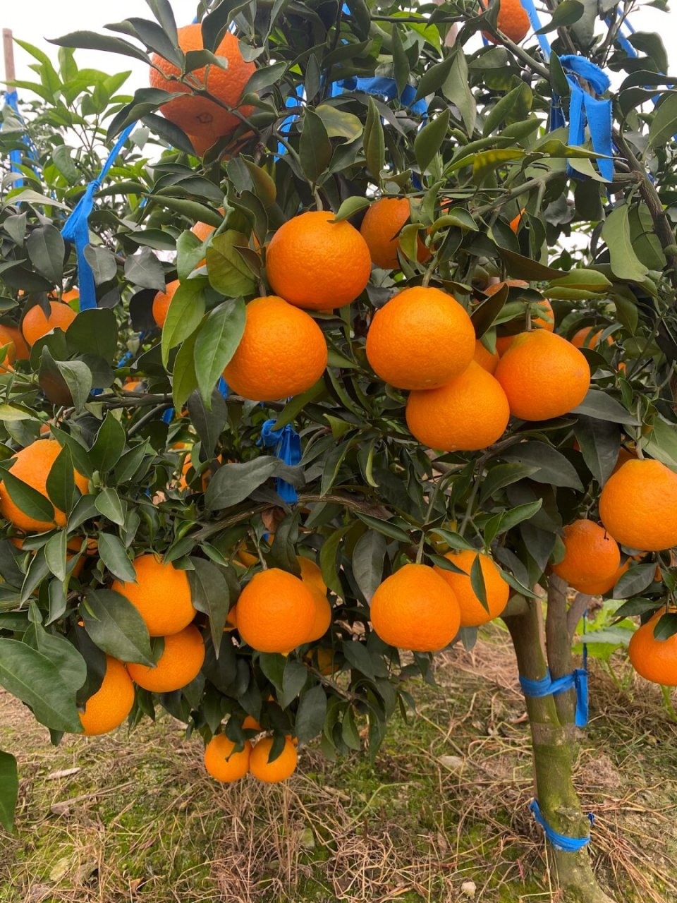 令人惊艳的本土水果|眉山果冻橙,不负美名!