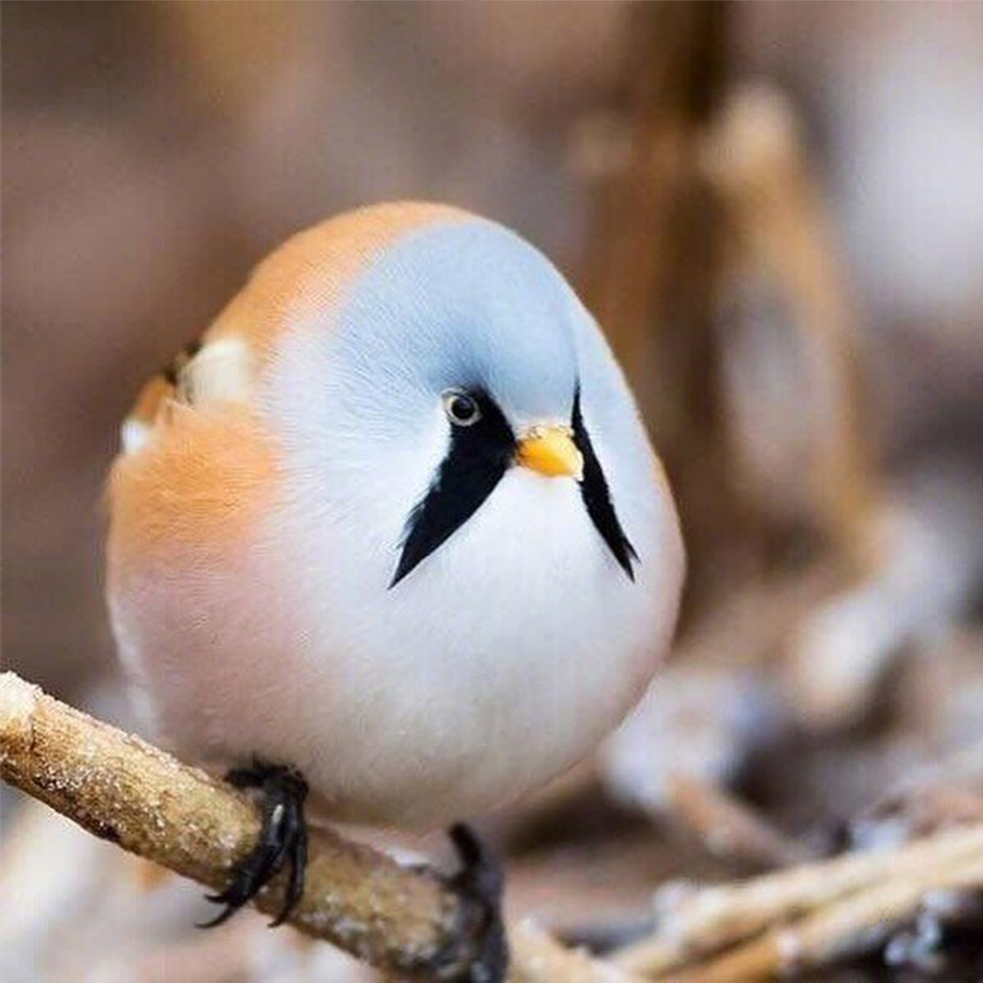 雀鸟踏枝高清头像