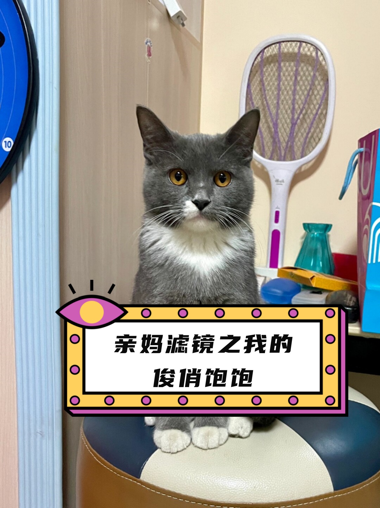 作为一只英短蓝猫饱饱拥有着柔软的毛发和圆润的脸庞让人忍不住想要