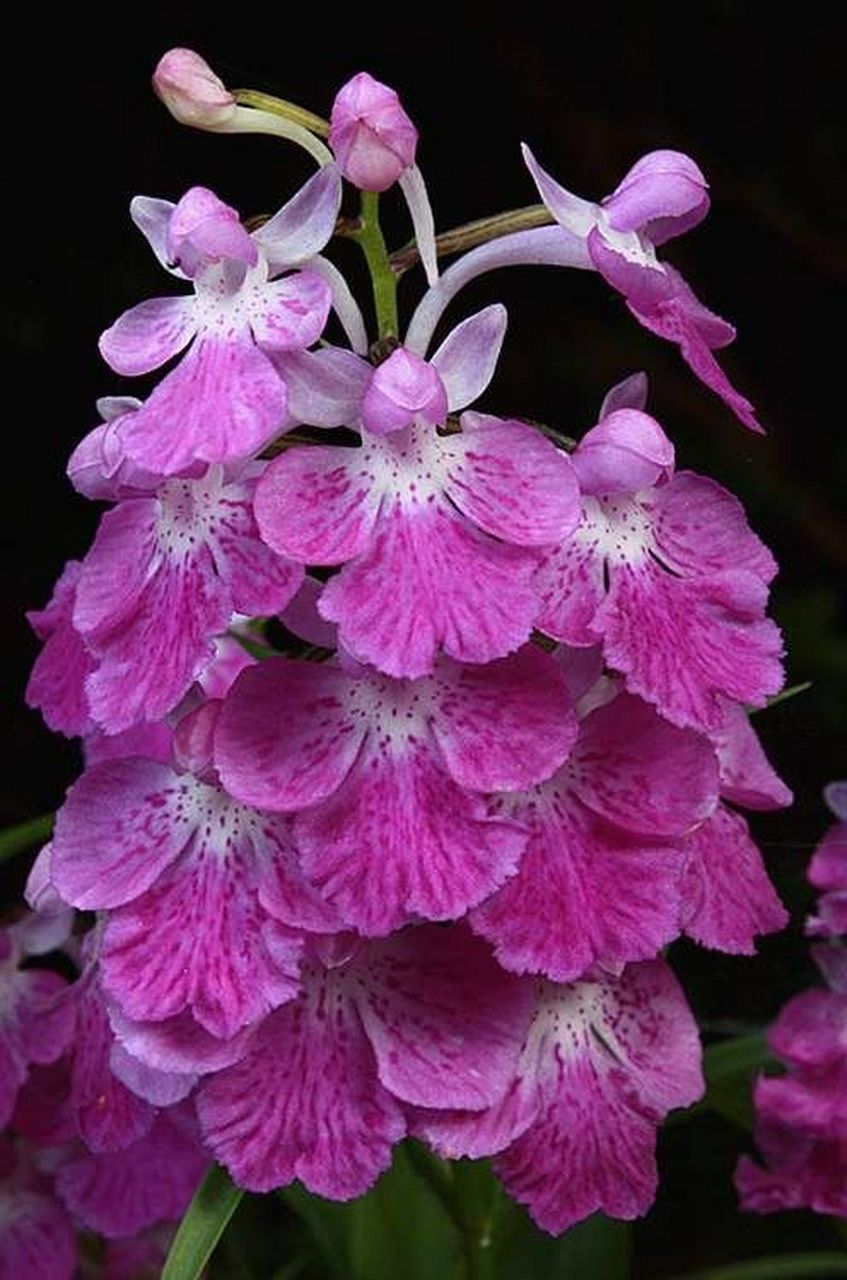 花朵图片,蕙质兰心