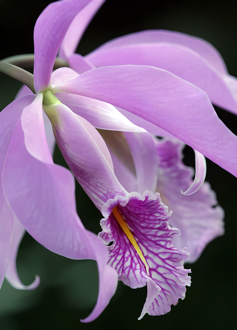 花朵图片,蕙质兰心