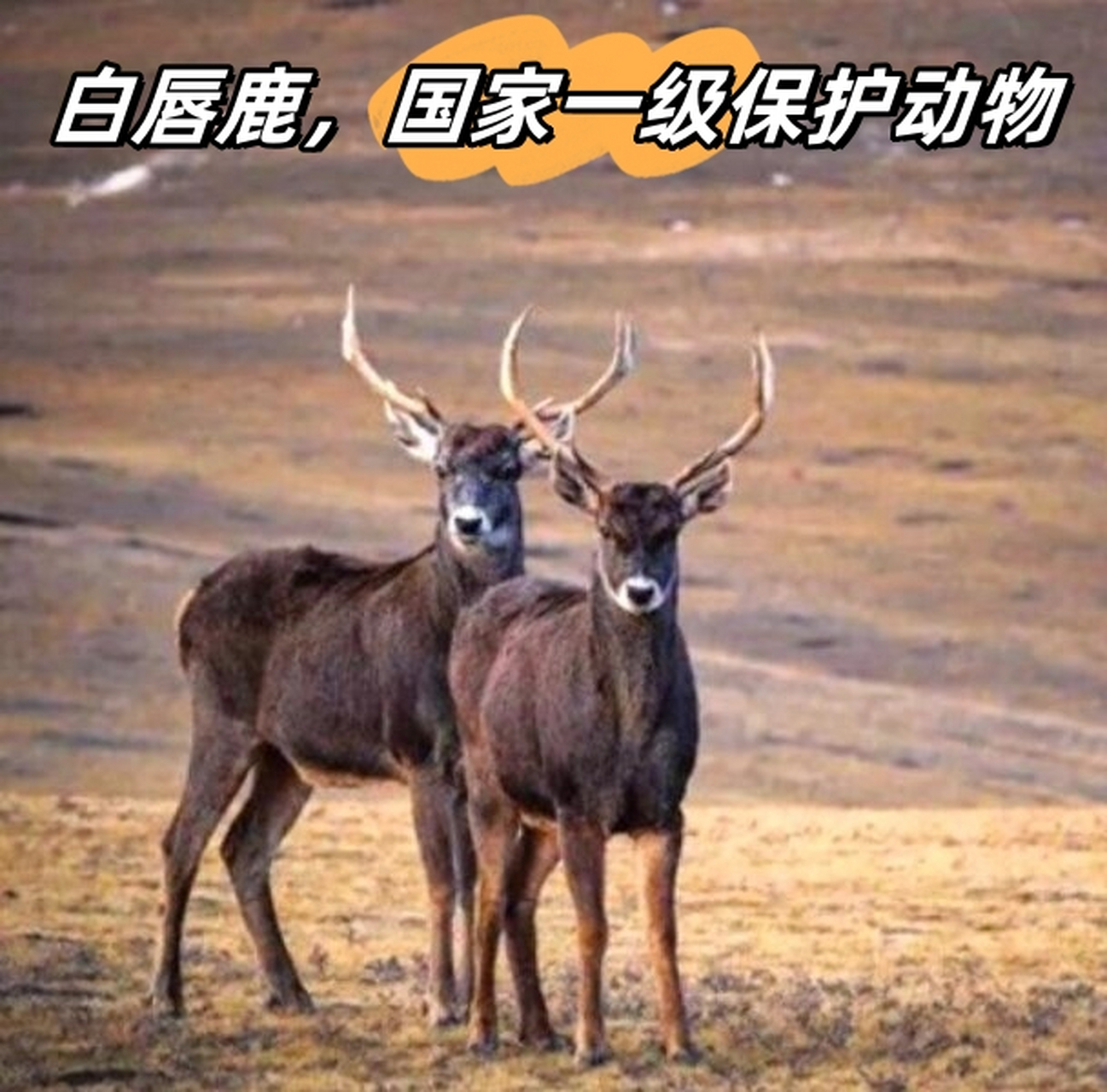 白唇鹿,国家一级保护动物   白唇鹿,又称天鹿,是国家一级保护动物.