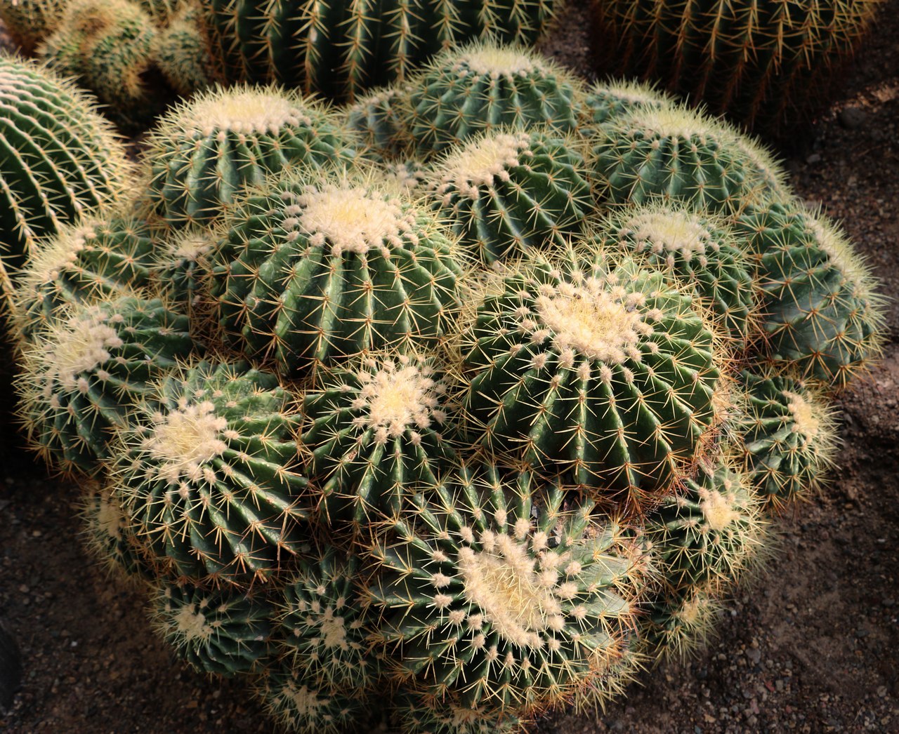 金琥仙人球的养殖方法和注意事项 金琥仙人球: * 简介:金琥仙人球属于