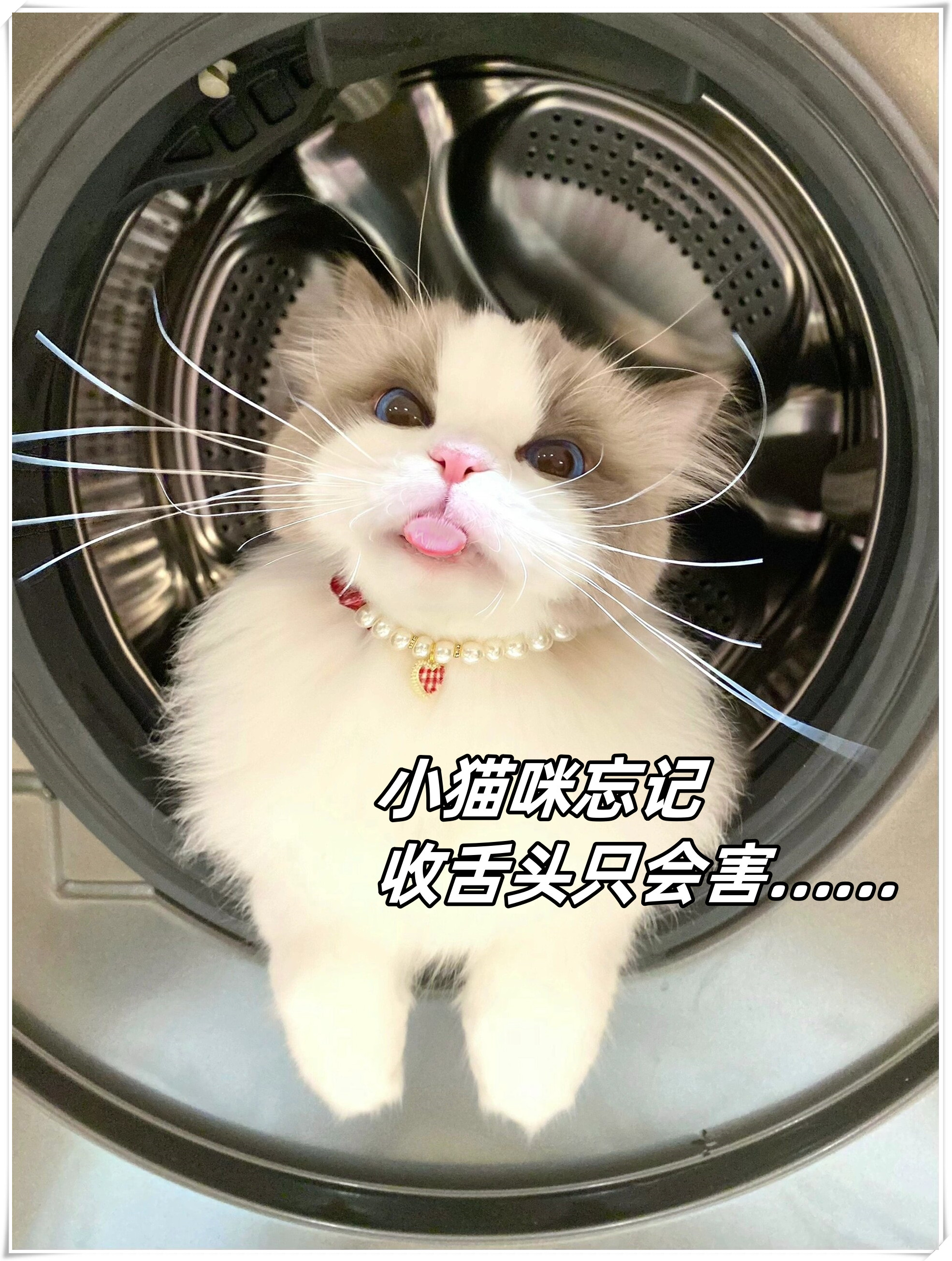 小猫咪忘记收舌头只会害……