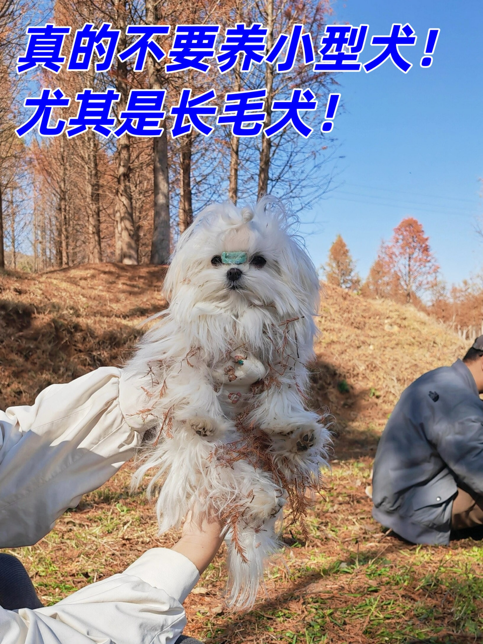 哎呀,真的不要养小型长毛犬!