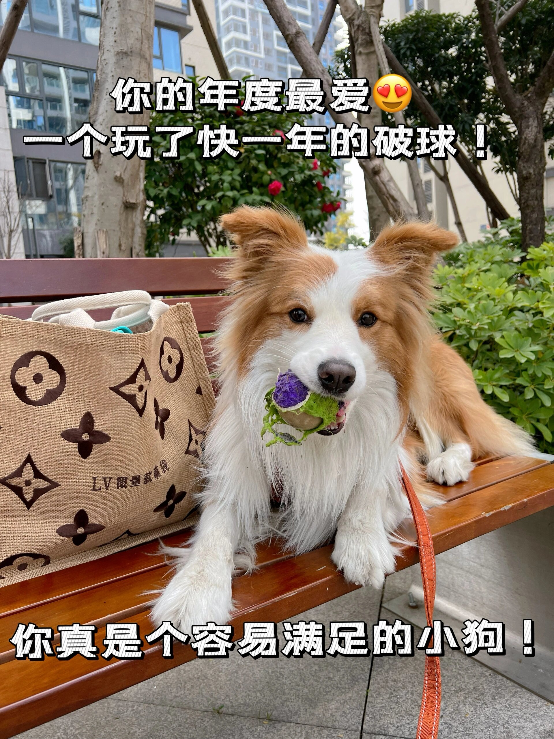 首先我要感谢我的主人连夜赶制的ppt让我有机会