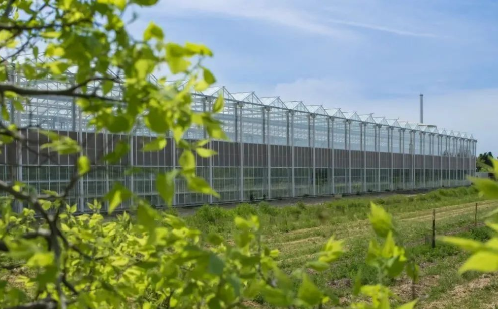 荷兰:智能玻璃温室大棚领先世界先列