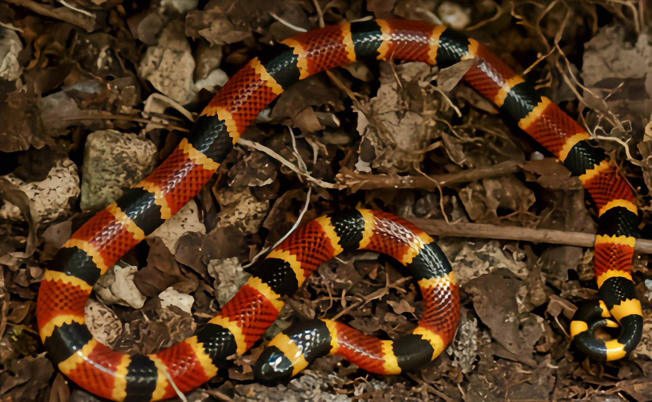 跨年创作挑战赛# 科利马珊瑚蛇分布于南美洲亚马逊流