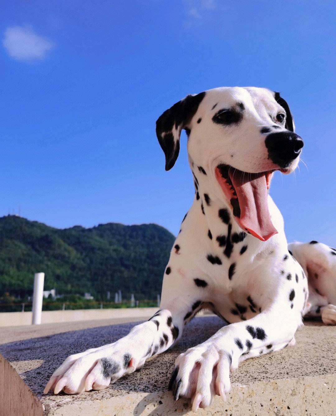 大麦町犬:优雅,聪明,忠诚的伴侣犬